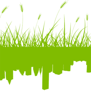 New York Green Roofs